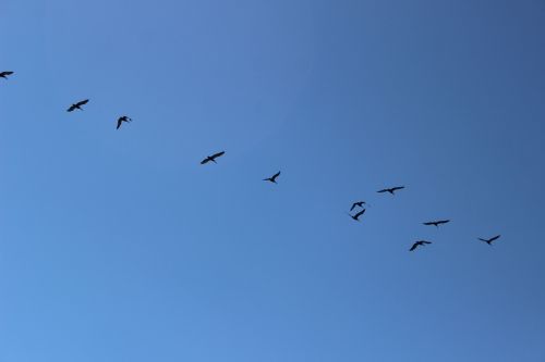 birds sky animals