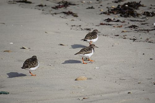 birds plovers fauna