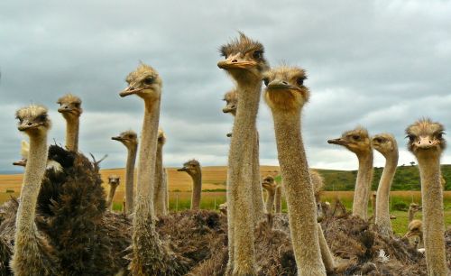 birds ostriches animal