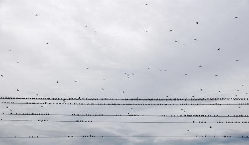 birds sky swarm