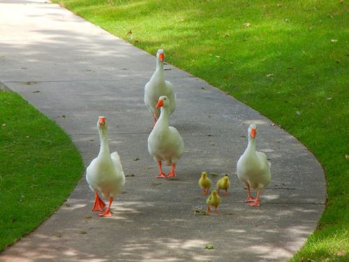 birds goose nature