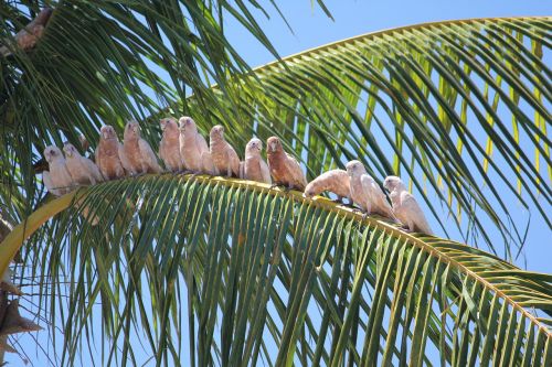birds sunny tropical