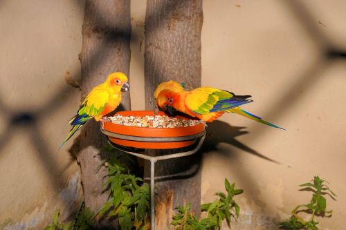 birds parrots feeding
