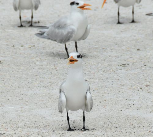 birds sand beach