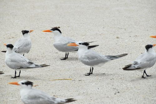 birds standing sand beach