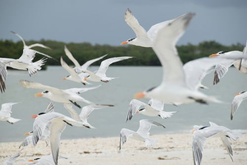 birds sand flight