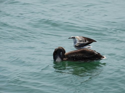 birds ocean florida