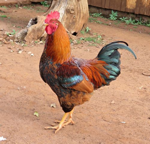 birds cock chicken