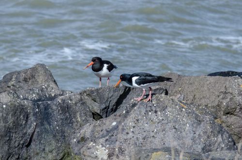 birds oystercatcher fauna