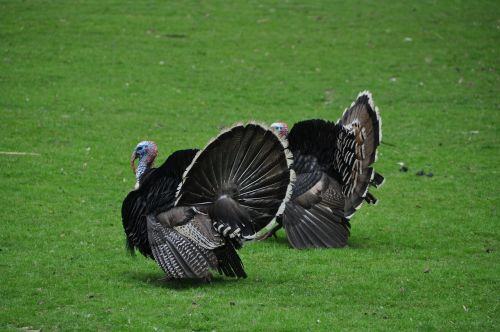 birds turkey poultry
