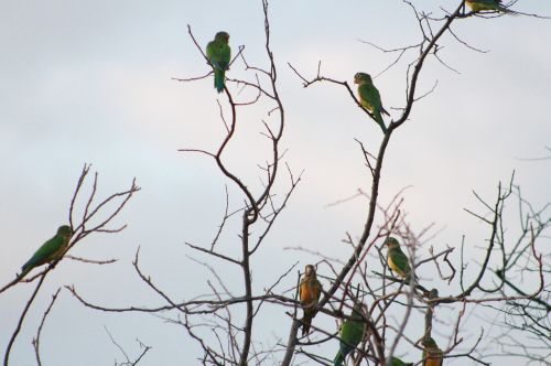 birds brazil sertao