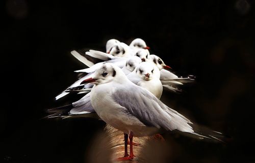 birds seagulls nature