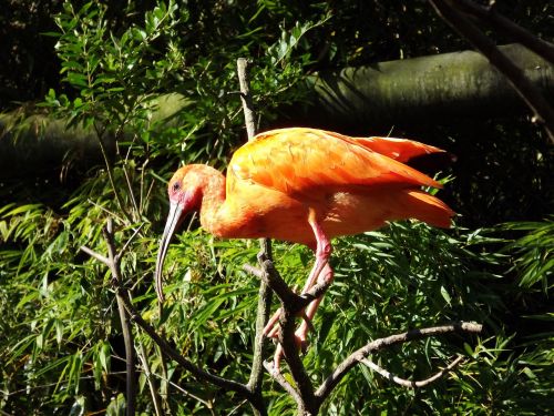 birds orange feathers