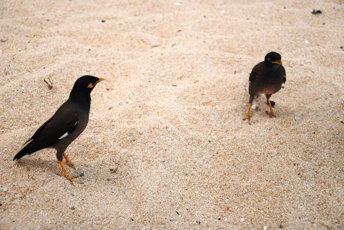 birds beach sand