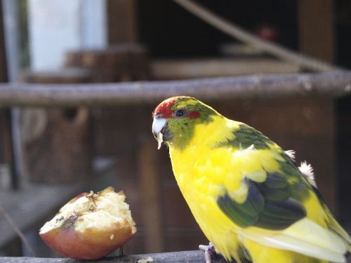 birds parakeet yellow