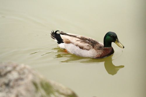 birds ducks the water