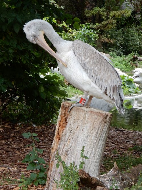 pelicans birds nature