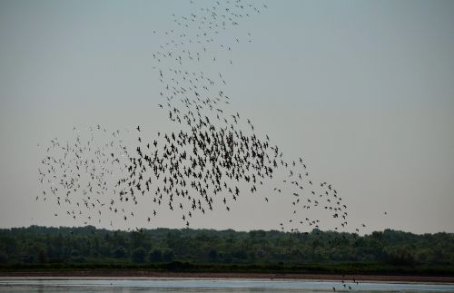 birds nature migration