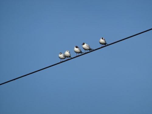 birds power line gull