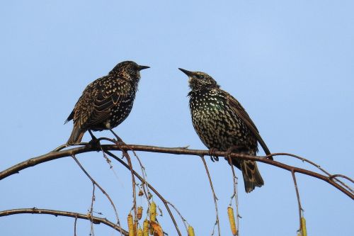 birds stare nature