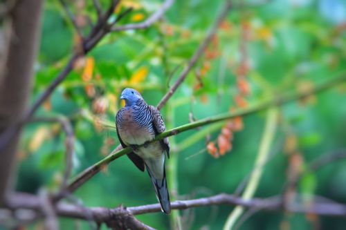 birds animals nature