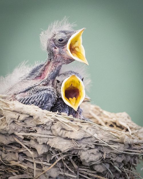 birds in nest wildlife