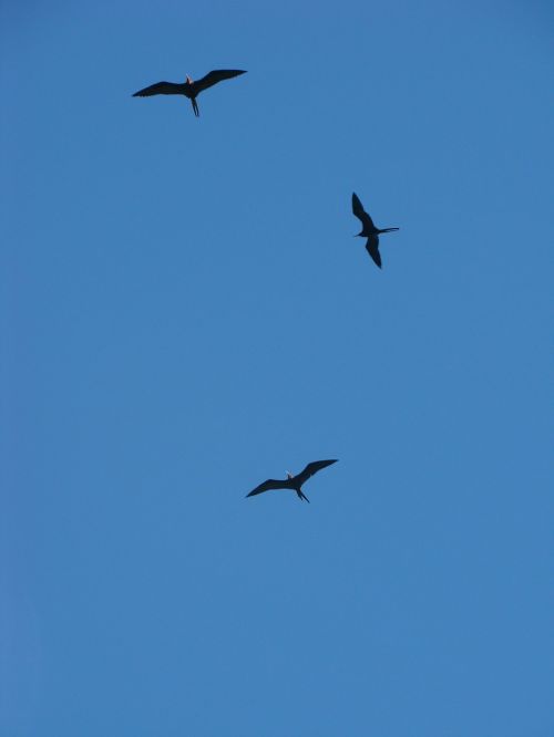 birds blue sky nature