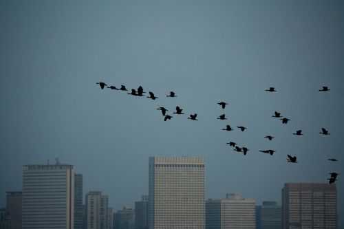 birds flock sky