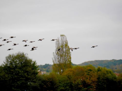 birds migratory birds geese