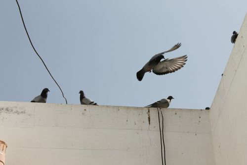 birds flight freedom
