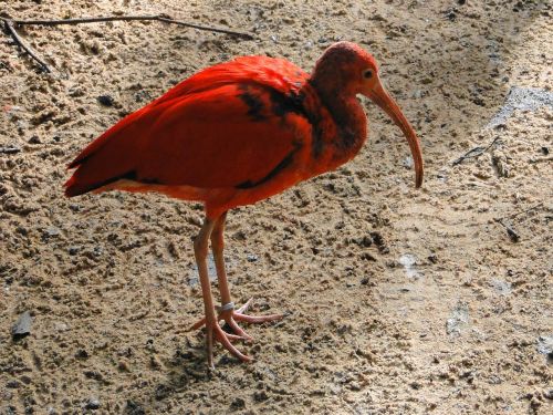 ibis birds red