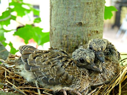 birds nest tree