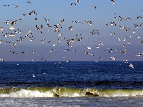 birds seagulls flying