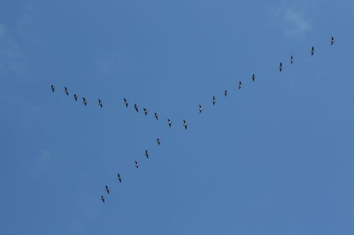 birds wedge formation travel