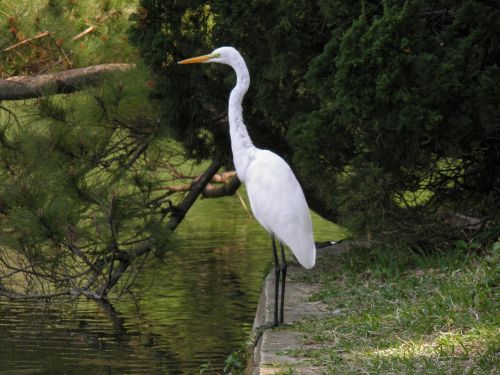 birds animals animal group