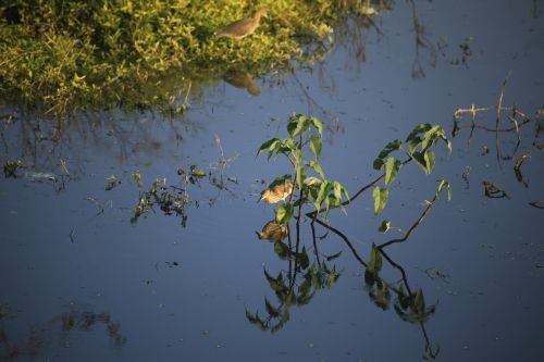 birds pond heron ecology