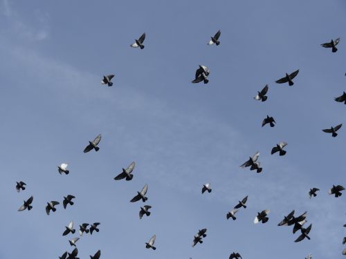 birds pigeons sky