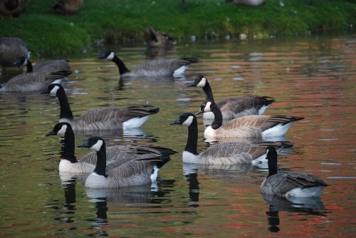 birds wild geese on pond