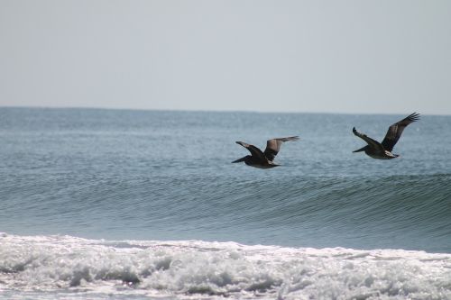 birds ocean flying