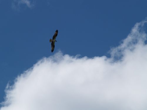 birds flying osprey