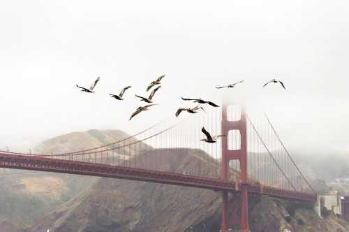 birds bridge flight