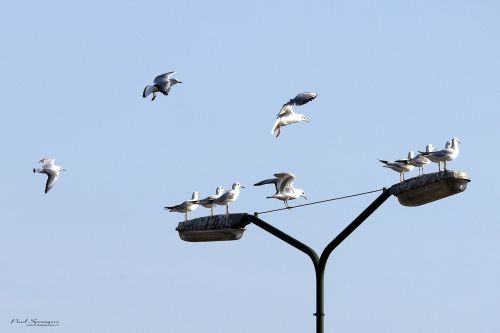 birds seagulls nature
