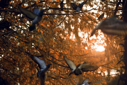 birds light tree