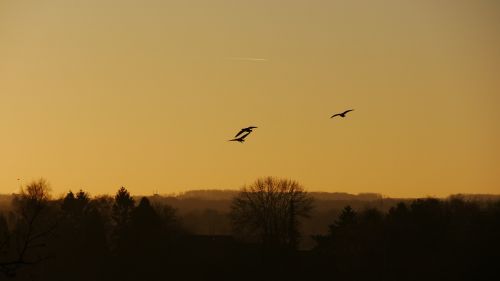 birds evening sunset