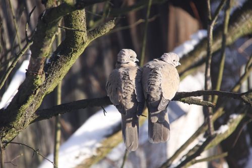 birds birds on the ranch pigeons