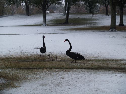 birds ducks snow