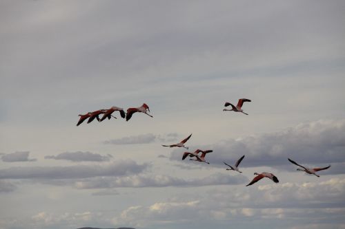 birds flamingo fly