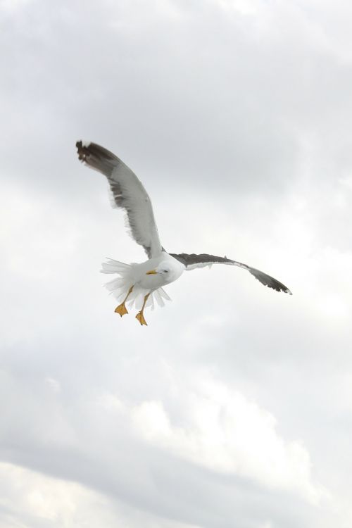 birds wings seagulls