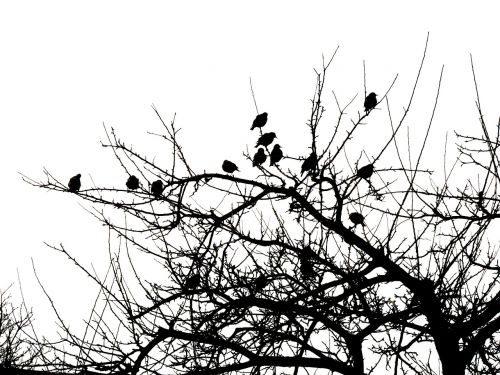 birds tree black