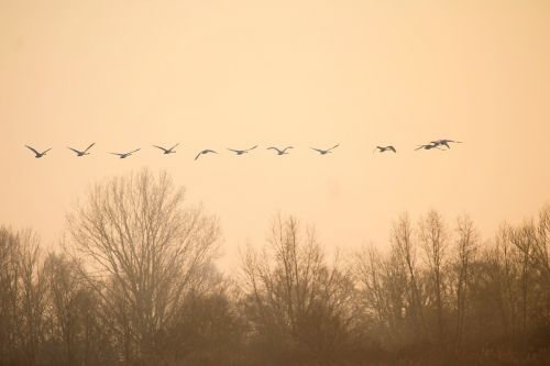 birds swans fly